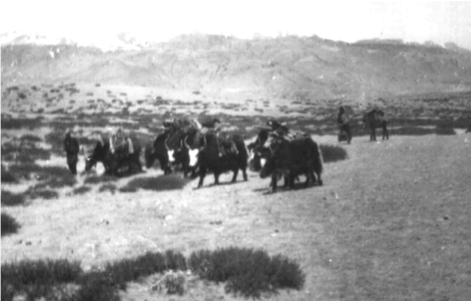 [陈德昌教授]: 1971年西藏阿里的故事(6/15): 阿里高原上的牦牛